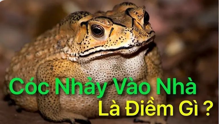 Ý nghĩa cóc nhảy vào nhà từ phong thủy