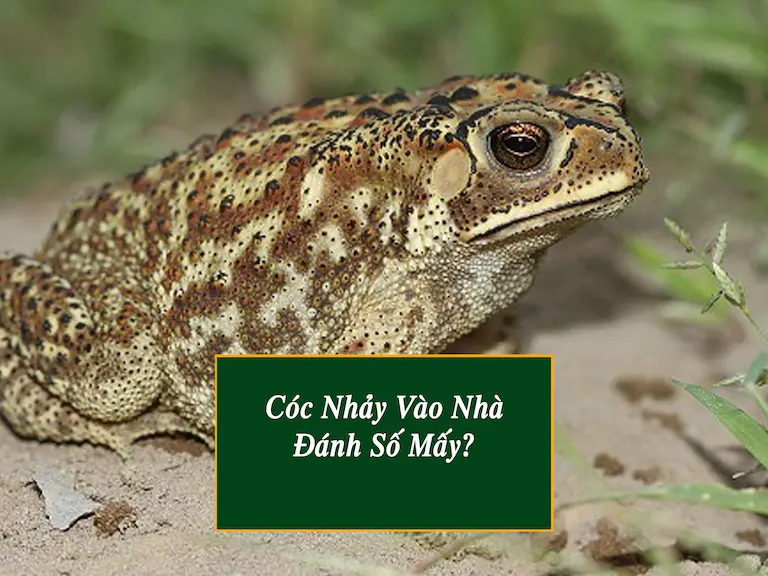 Thần tài đến - Cóc nhảy vào nhà đánh số mấy?