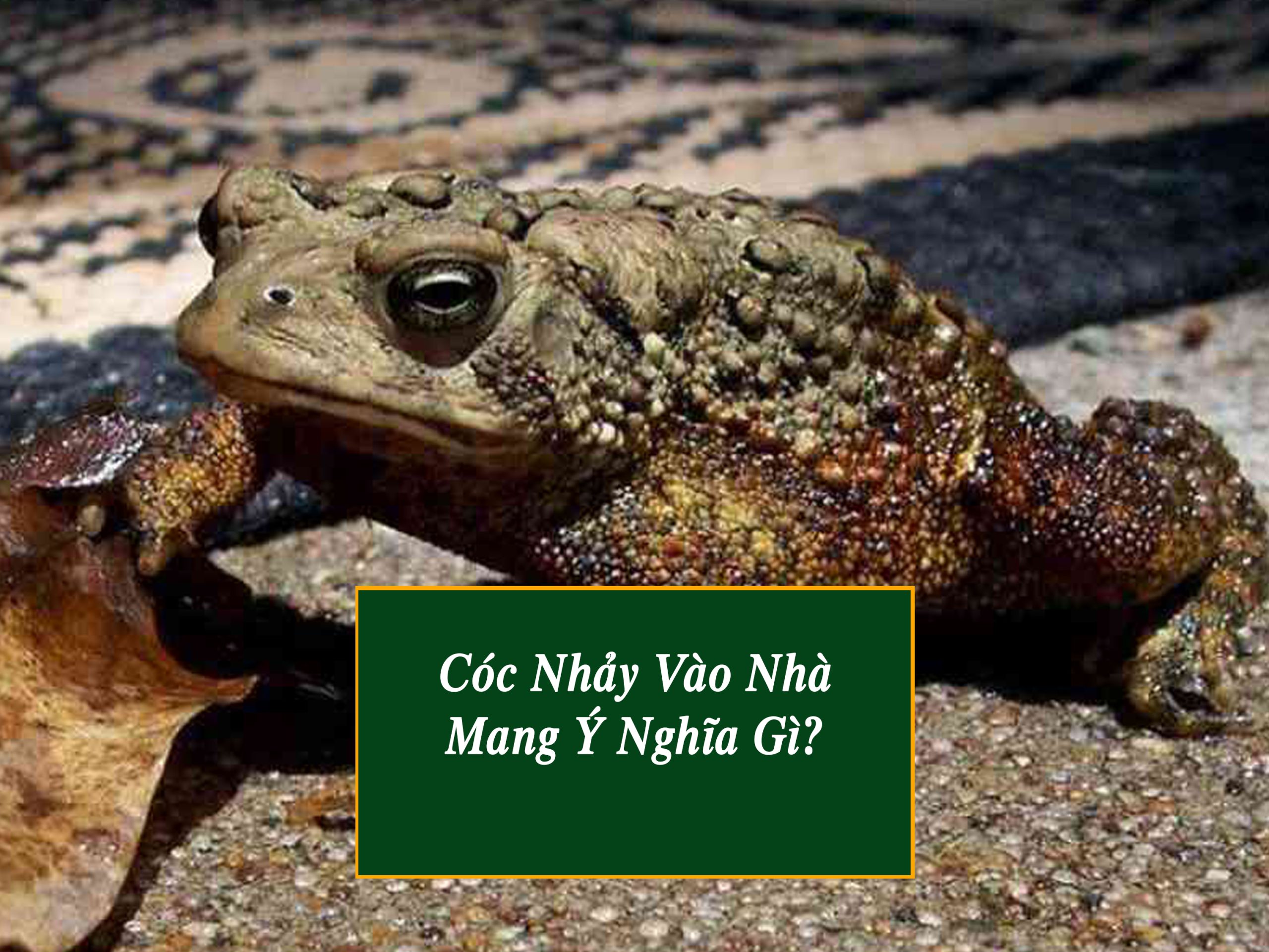 Lý giải góc nhìn khoa học cóc nhảy vào nhà