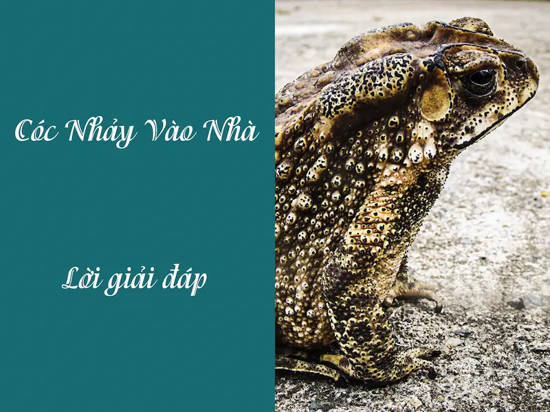 Cóc nhảy vào nhà - Điều bí ẩn phía sau giấc mơ chưa ai nói cho bạn biết?
