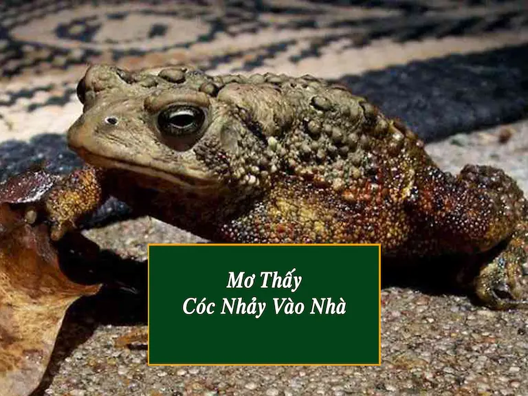 Giải thích giấc mơ cóc nhảy vào nhà theo tâm linh học