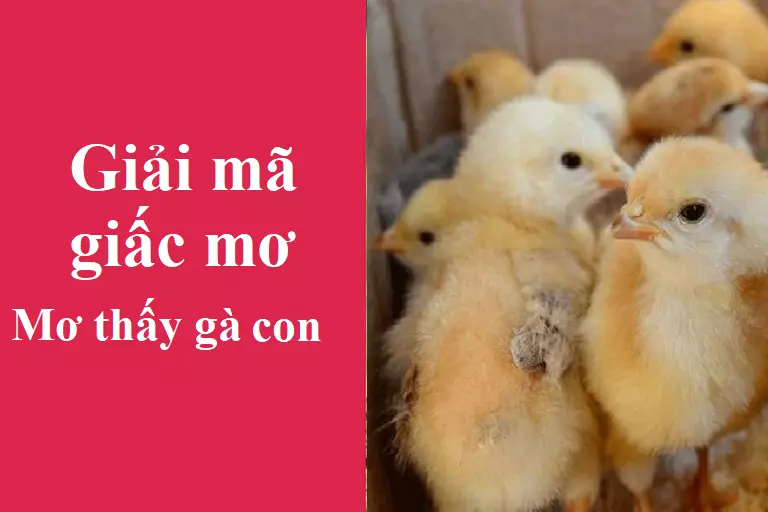 Nếu bạn mơ thấy gà con thì mang điềm báo gì? 