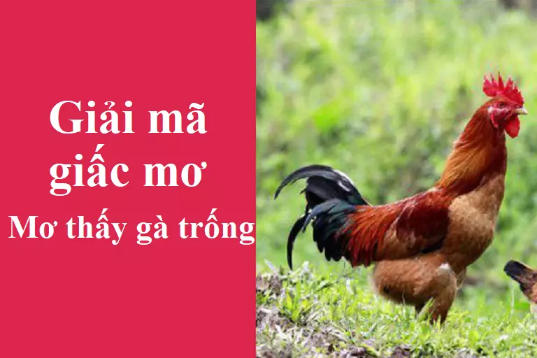 Nếu bạn mơ thấy gà con thì mang điềm báo gì? 