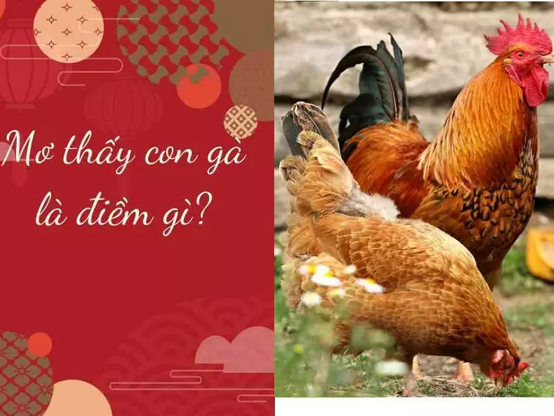 nằm mơ thấy gà