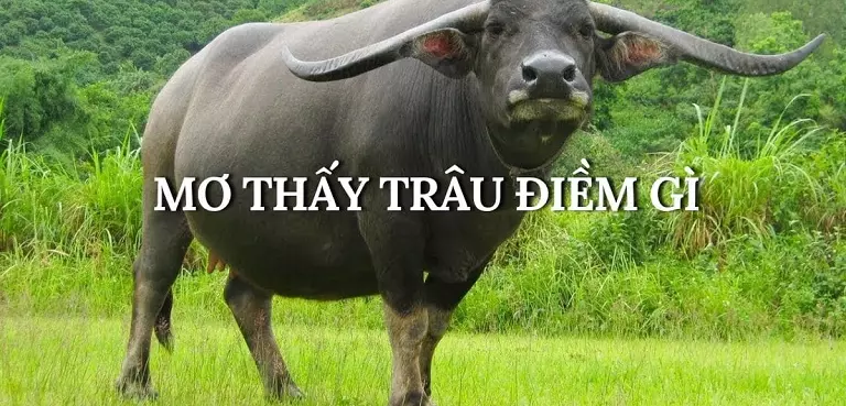 nằm mơ thấy trâu