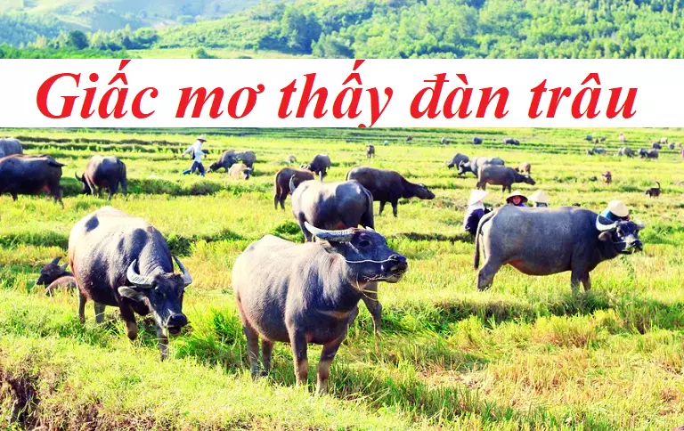 Giấc mơ về đàn trâu 
