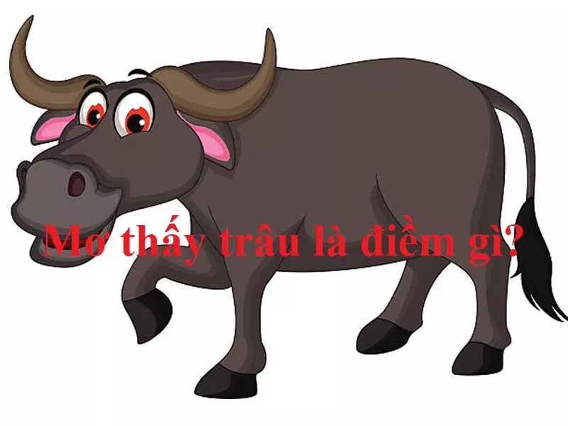 Nằm mơ thấy trâu có ý nghĩa gì? 