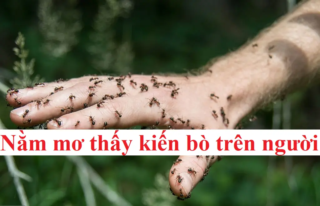 Nằm mơ thấy đàn kiến ​​bám vào người  