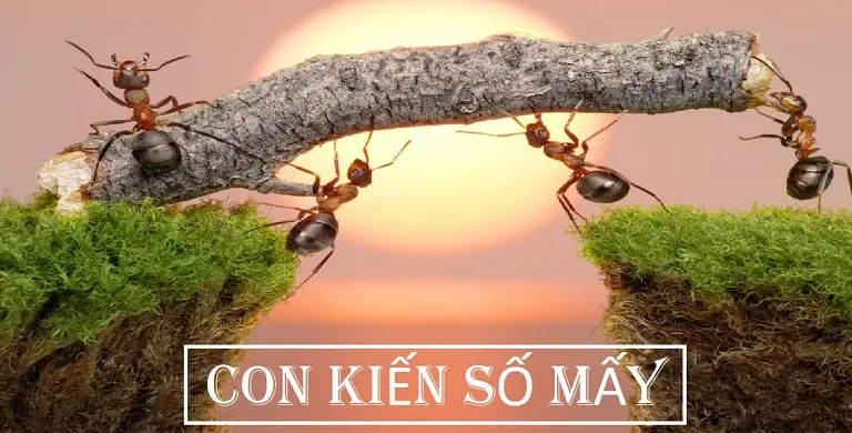 Con số may mắn khi nằm mơ thấy kiến ​​là con số gì?