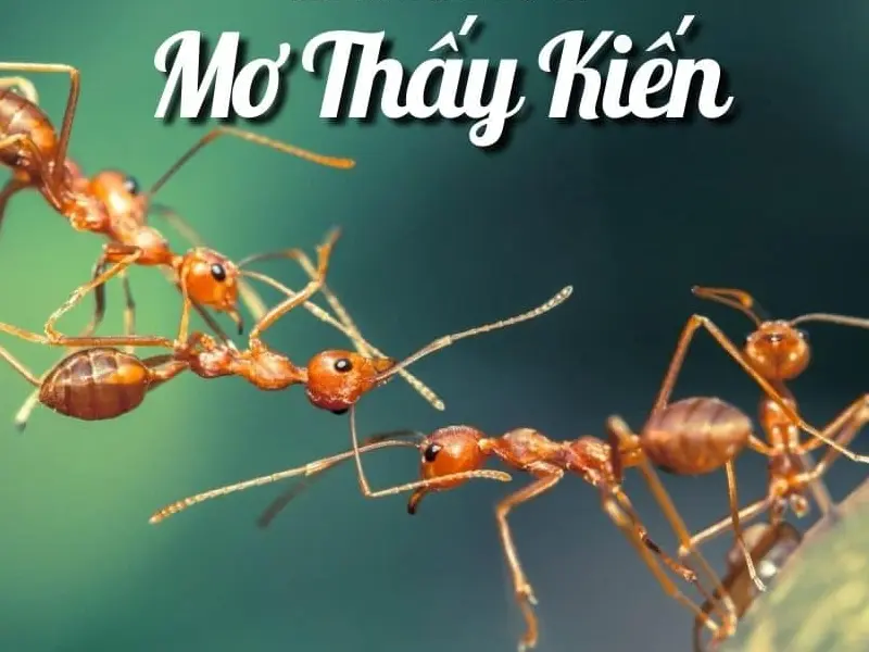 nằm mơ thấy kiến
