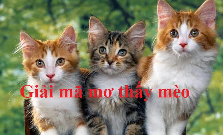 Nằm mơ thấy mèo có ý nghĩa gì?