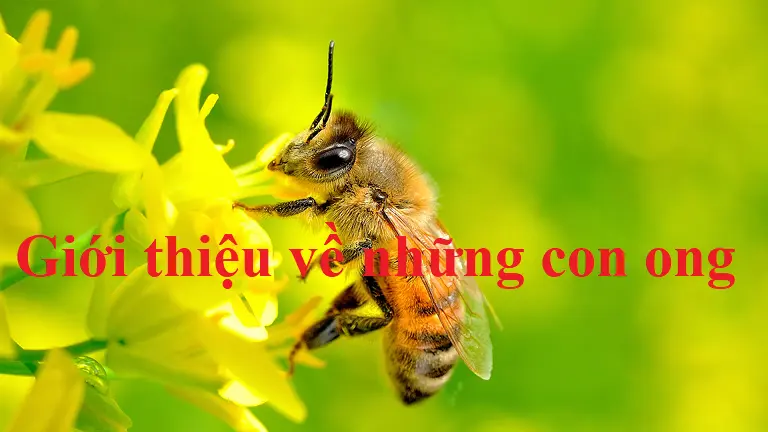 Con ong là loài động vật gì?