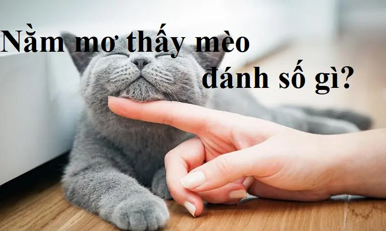Nằm mơ thấy mèo đánh số mấy?