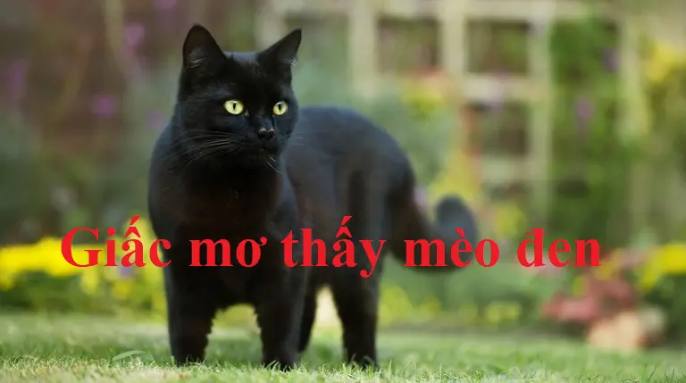 Nằm mơ thấy bán mèo đen