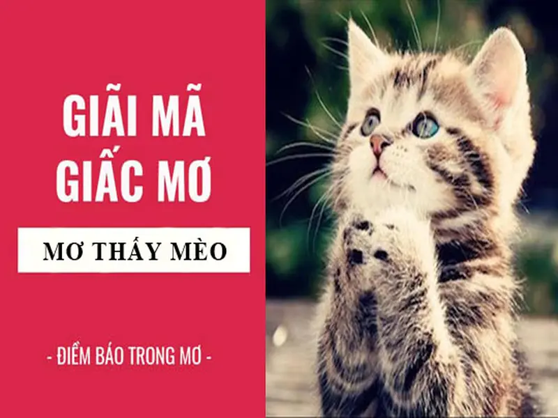 Nằm mơ thấy mèo đánh số mấy có lô đề chuẩn nhất?