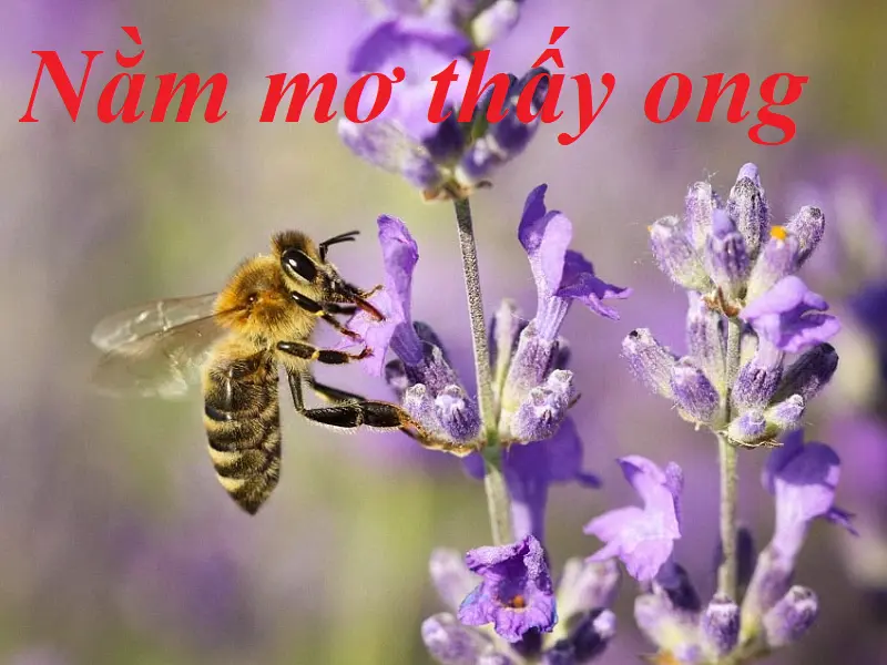 nằm mơ thấy ong