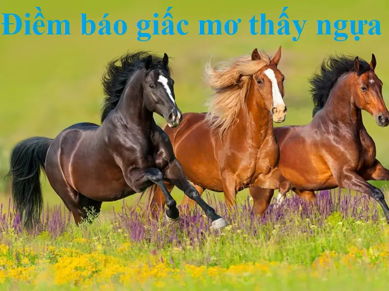 Nằm mơ thấy ngựa