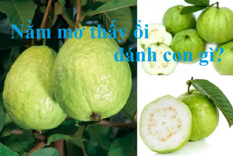 Con số mang lại may mắn  cho bạn khi nằm mơ thấy ổi là gì?