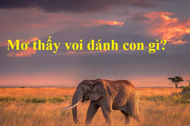 Nằm mơ thấy voi nên chơi con số nào?