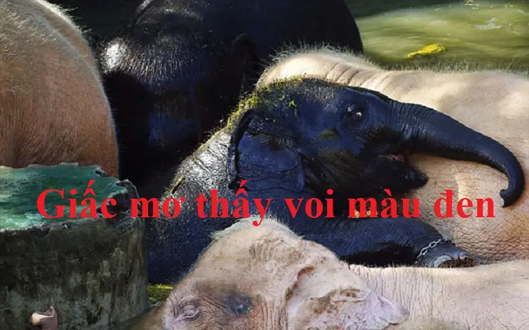 Giấc mơ thấy voi đen 