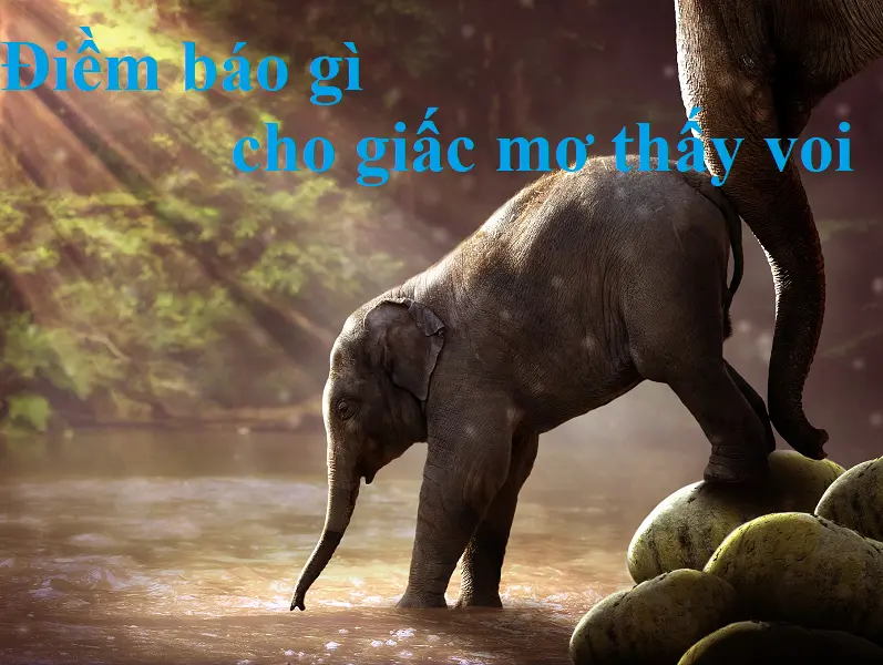 Nằm mơ thấy voi – Điềm báo gì cho giấc mơ thấy voi? Con số nào hiển linh?