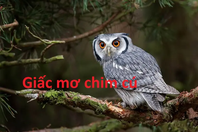 Nằm mơ thấy chim cú