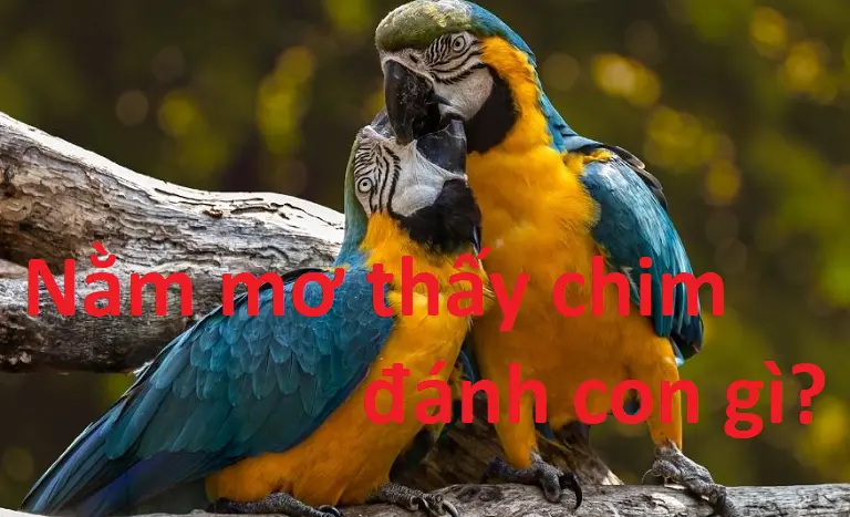 Những con số may mắn gắn liền với hiện tượng nằm mơ thấy chim