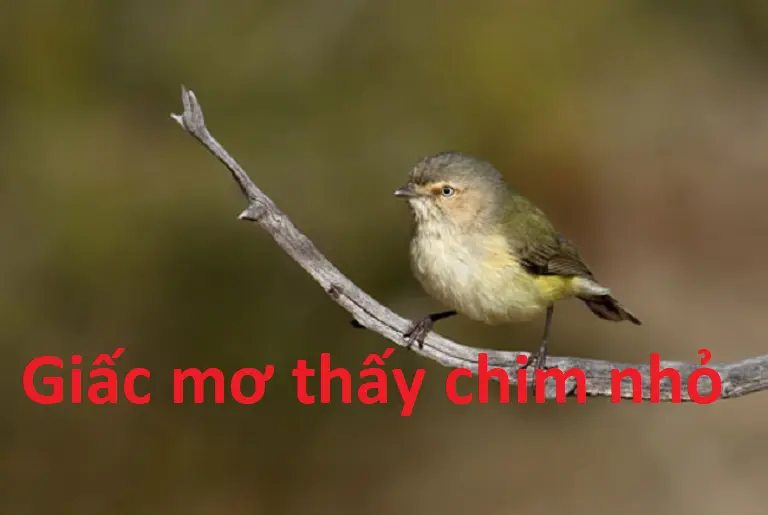 Giấc mơ của chú chim bé nhỏ 
