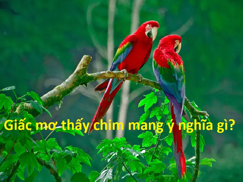 Nằm mơ thấy chim – Tìm hiểu ý nghĩa của giấc mơ thấy chim chi tiết