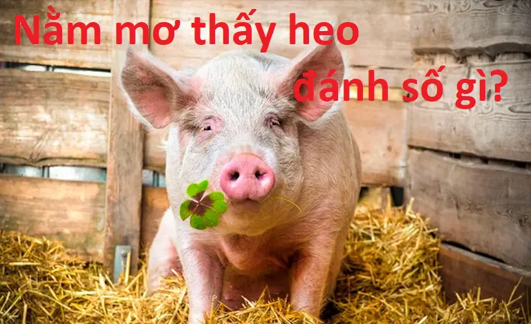 Con số nào dễ xảy ra nhất khi bạn nằm mơ thấy heo? 