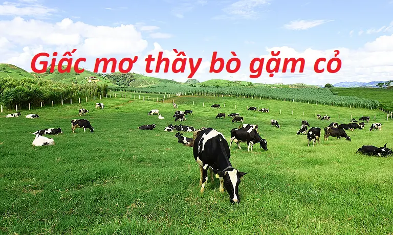 Nằm mơ thấy bò ăn cỏ 