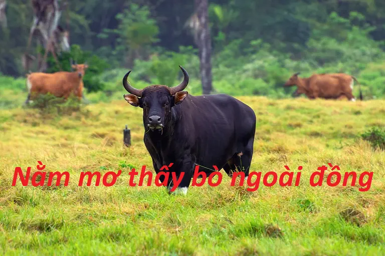 Nằm mơ thấy con bò ngoài đồng  