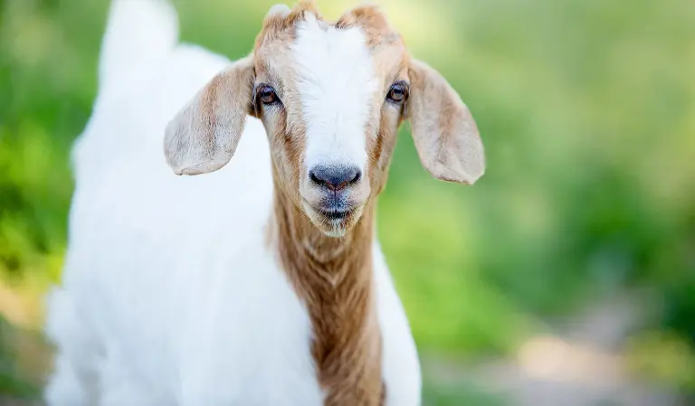 Giới thiệu về loài dê
