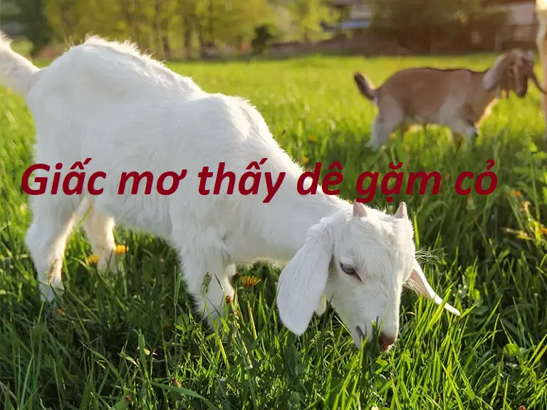 Nằm mơ thấy dê mang theo ý nghĩa gì?