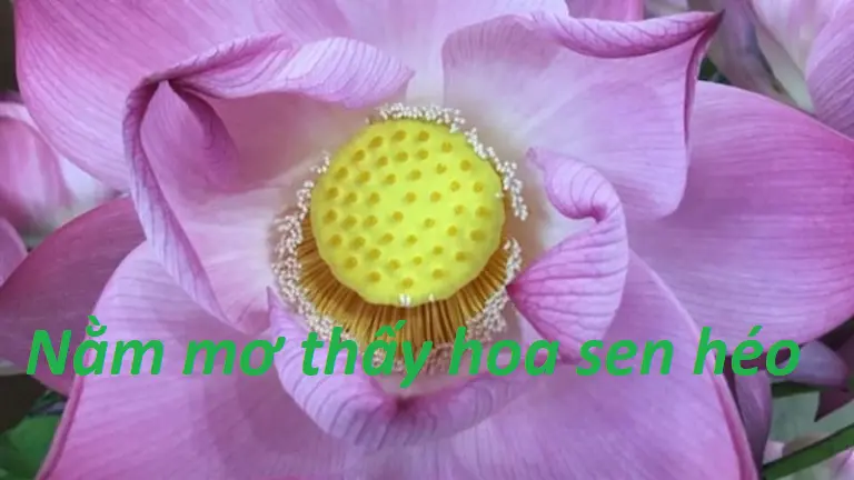 Ý nghĩa nằm mơ thấy hoa sen héo 