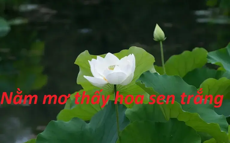Giải mã chi tiết về giấc mơ thấy hoa sen