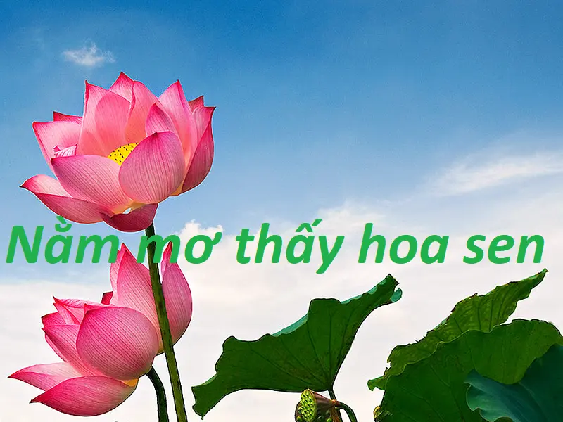 Nằm mơ thấy hoa sen - Điềm báo tâm linh nào sẽ đến với bạn? Con số may mắn là gì?