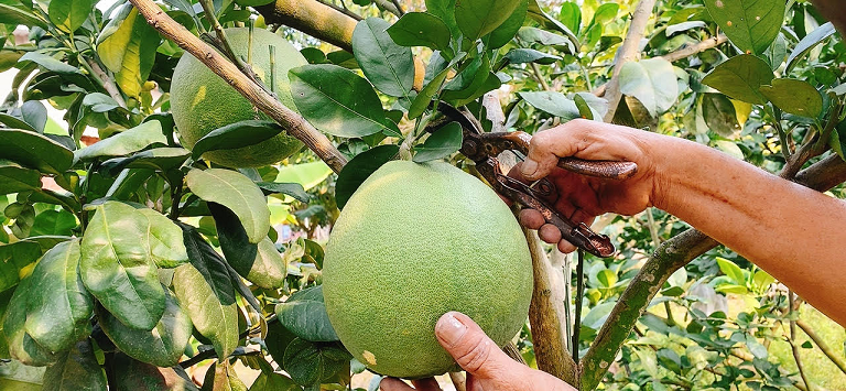 Nằm mơ thấy mình đang đi hái bưởi