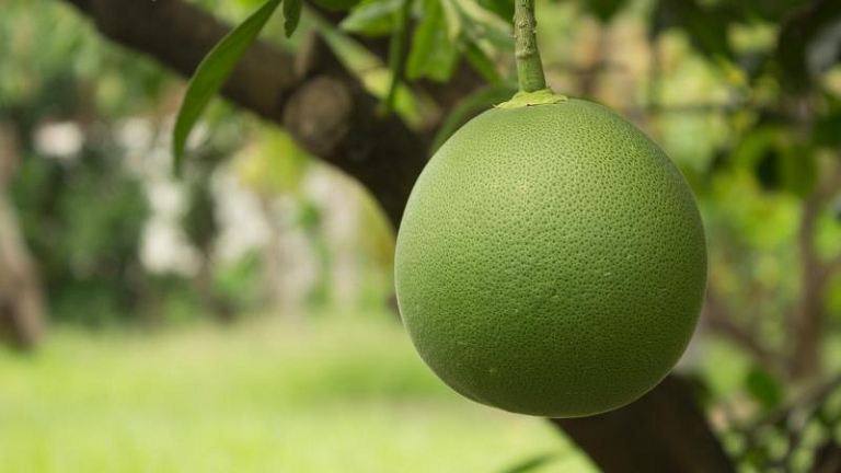 Giải mã nằm thấy quả bưởi thì sẽ đánh con gì